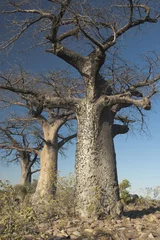 Papier Peint photo Baobab Forêt de baobabs. Botswana.