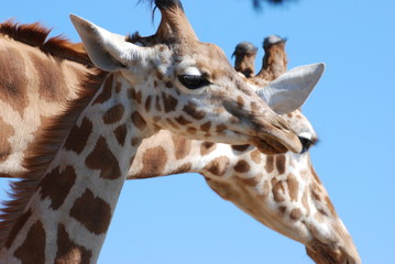 girafe et girafon