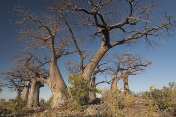 Fototapeta na wymiar Bosque de baobabs. Botswana.