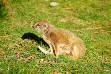 mangouste fauve (cynictis penicillata)