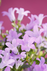 Fototapeta na wymiar Bluebell flowers