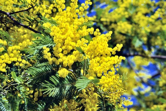 Mimosa in fiore
