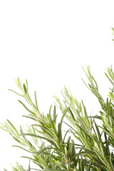 rosemary plant.