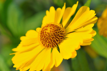 Blüte der Sonnenbraut