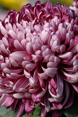 chrysanthème