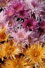 chrysanth&egrave;me