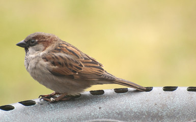 british sparrow on birdbath