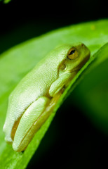 Dwarf green tree frog (Litoria bicolor)