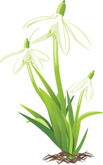 Three snowdrops. Vector