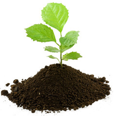 naissance petit arbre fond blanc