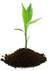 naissance petit arbre 