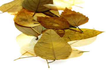 automne, tapis feuilles mortes, fond blanc