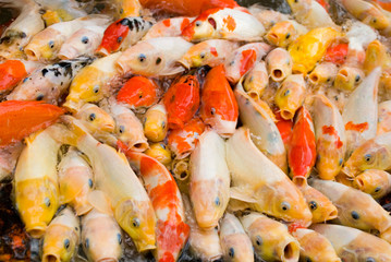 Japanese carps rush for feeding