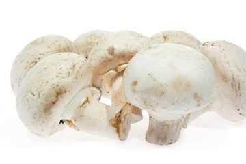White mushrooms, champignon, (Agaricus bisporus)