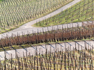 Wege im Weinberg