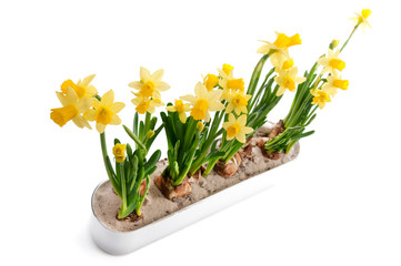 Kleine gelbe Narzissen