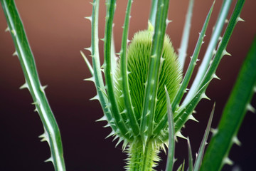 green thistle