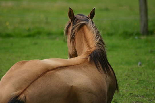 Pferd liegend mit Aalstrich