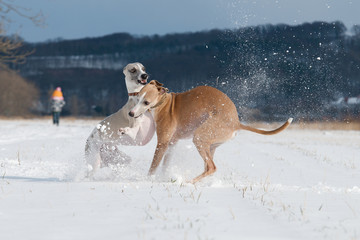 Kämpfende  Whippet´s im Schnee