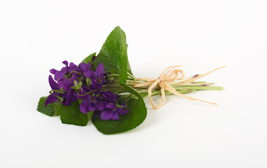 Viola Odorata