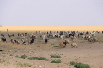 Fototapeta na wymiar Stepie stado bydła w północnej vo Ałmaty - Kazachstan