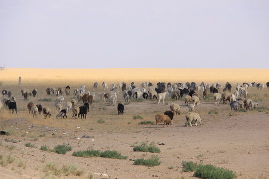 Viehherde in der Steppe n&ouml;rdlich vo Almaty - Kasachstan