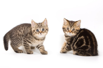 British kitten on white background