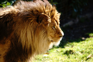 Naklejka premium le roi lion