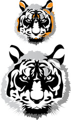 two tigers