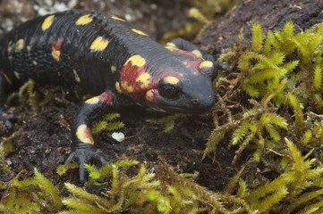 Salamandra (Salamandra salamandra)