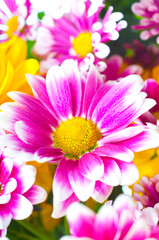 pink chrysanthemum