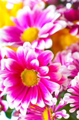 pink chrysanthemum