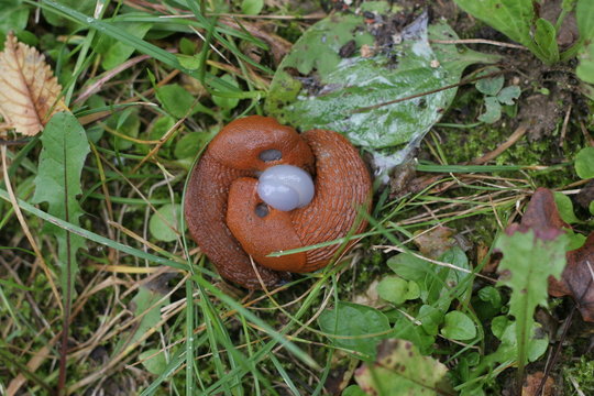 nacktschnecke