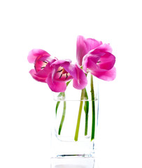 bouquet tulips flower