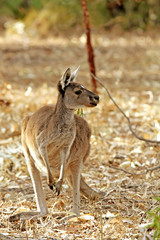 Kangaroo