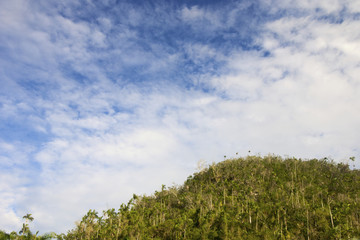 Obraz premium jungle in Cuba