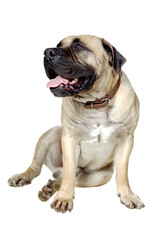 Dog - friend of person.