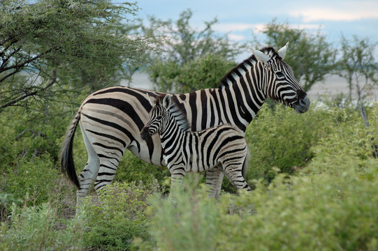 Fototapeta Steppenzebra mit Fohlen
