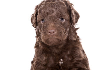 Cute Labradoodle Puppy