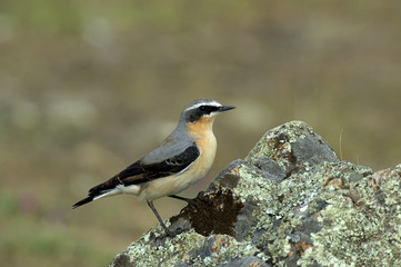 Collalba gris (Oenanthe oenanthe)