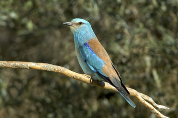 Carraca (Coracia garrulus)