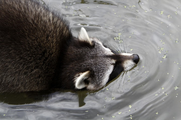 Schwimmender Waschbär