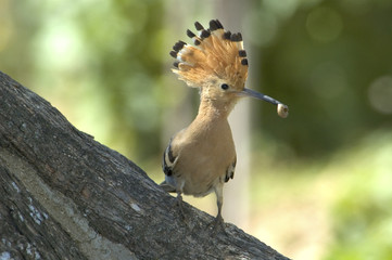 Abubilla (Upupa epops)