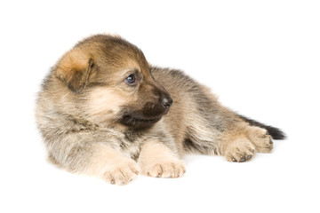 laying puppy isolated over white background