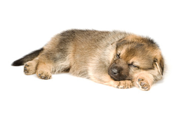 Sleeping puppy