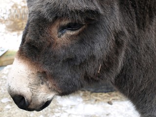 Fototapeta premium Esel