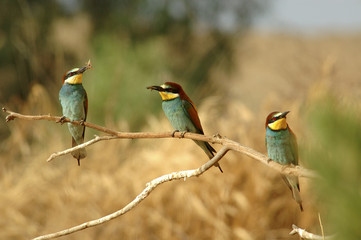 Abejarucos. Merops apiaster.