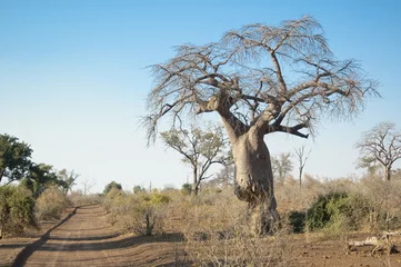 Papier Peint photo Lavable Baobab Baobabs. Botswana.