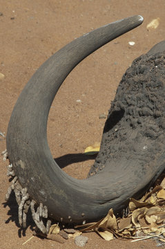 Cuerno de bufalo acu&aacute;tico