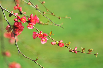Fototapeta na wymiar red flowering quince branches